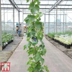 Grape 'Muscat Hamburg' -Tulip Bloom GRAP TKA3708 A