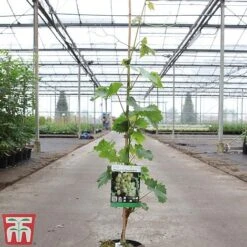 Grape 'Muscat Of Alexandria' 6 Grape 'Muscat Of Alexandria' -Tulip Bloom GRAP TKA3710 A