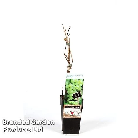 Grape 'Bianca' 1 Grape 'Bianca'