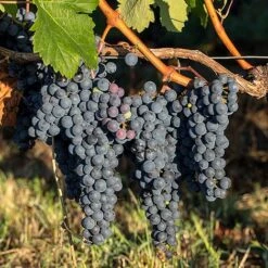 Tulip Bloom -Tulip Bloom GRAP MERLOT L22809