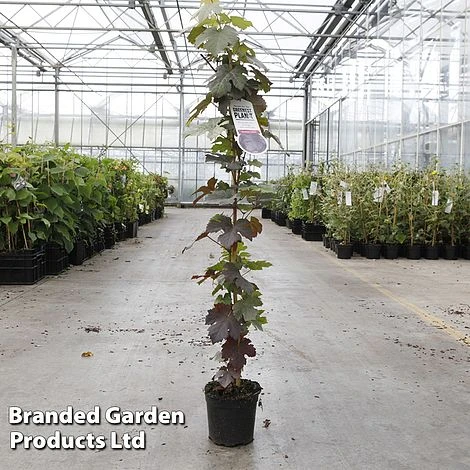 Grape 'Purpurea' 1 Grape 'Purpurea'