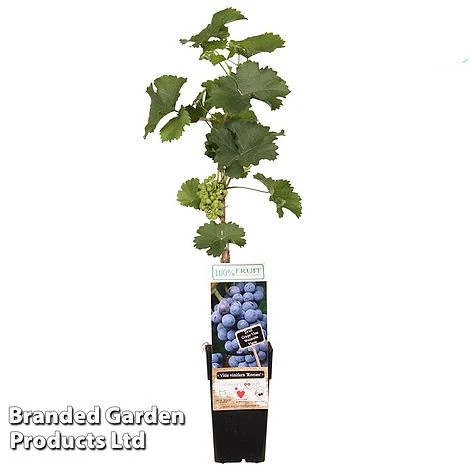 Grape 'Romeo' 1 Grape 'Romeo'
