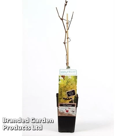 Grape 'Supaga' 1 Grape 'Supaga'