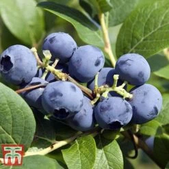 Grow Your Own Bumper Pack 7 Grow Your Own Bumper Pack -Tulip Bloom GROW WKB9279 D