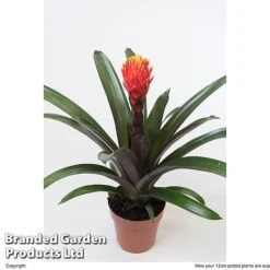 Guzmania 'Tala' -Tulip Bloom GUZM TALA12CM W48356