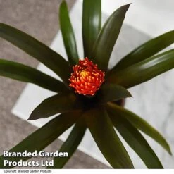 Guzmania 'Tala' -Tulip Bloom GUZM TALA T49242