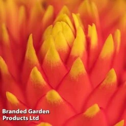 Guzmania 'Tala' -Tulip Bloom GUZM TALA W48354