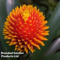 Guzmania 'Tala' -Tulip Bloom GUZM TALA W48355