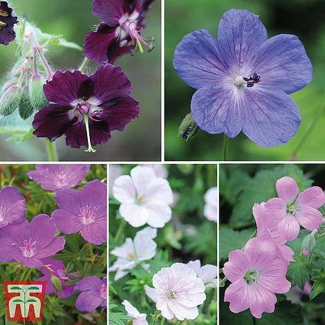 Geranium Hardy Mixed 1 Geranium Hardy Mixed