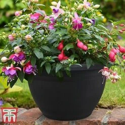 Fuchsia Trailing Pre-Planted Basket 9 Fuchsia Trailing Pre-Planted Basket -Tulip Bloom HABA WKA9811 A1
