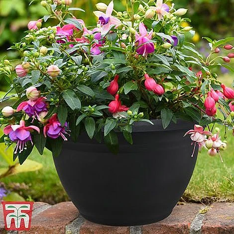 Fuchsia Trailing Pre-Planted Basket 5 Fuchsia Trailing Pre-Planted Basket - Image 5