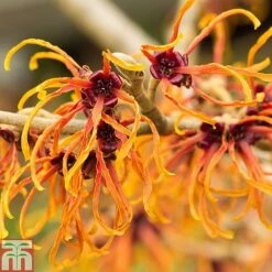 Hamamelis X Intermedia 'Jelena'