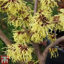 Hamamelis X Intermedia 'Pallida' -Tulip Bloom HAMA TKA1915 A