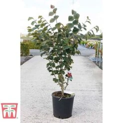 Hamamelis × Intermedia 'Böhlje's Feuerzauber' -Tulip Bloom HAMA TKA3140 B