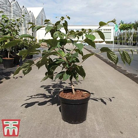 Hamamelis X Intermedia 'Orange Beauty' 3 Hamamelis X Intermedia 'Orange Beauty' - Image 3