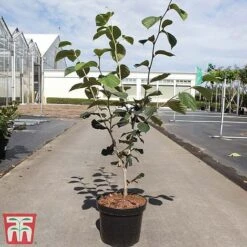 Hamamelis X Intermedia 'Westerstede' -Tulip Bloom HAMA TKA3154 A