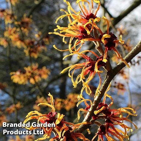 Hamamelis X Intermedia 'Orange Beauty' 1 Hamamelis X Intermedia 'Orange Beauty'