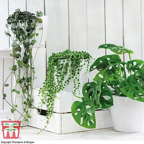 Hanging Houseplant Collection 1 Hanging Houseplant Collection