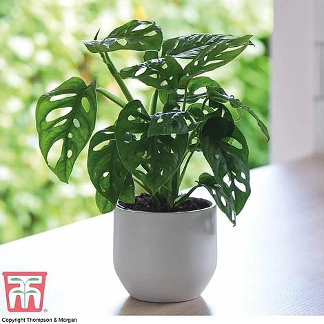 Hanging Houseplant Collection 2 Hanging Houseplant Collection - Image 2