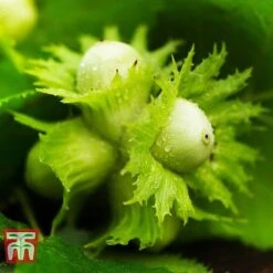 Hazelnut 'Kentish Cob' (Filbert) 5 Hazelnut 'Kentish Cob' (Filbert) -Tulip Bloom HAZE CWW3407 C