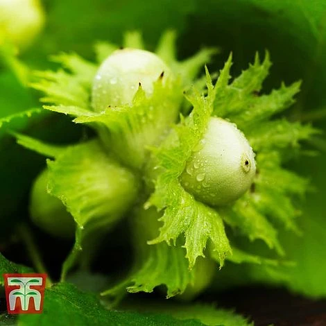 Hazelnut 'Kentish Cob' (Filbert) 3 Hazelnut 'Kentish Cob' (Filbert) - Image 3