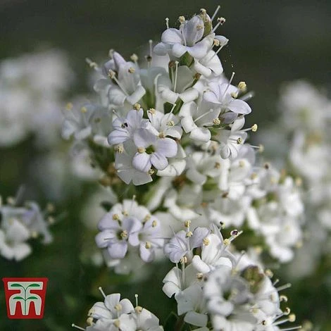 Hebe 'Baby Marie' 1 Hebe 'Baby Marie'