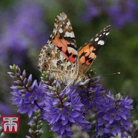 Hebe 'Garden Beauty Blue' 1 Hebe 'Garden Beauty Blue'