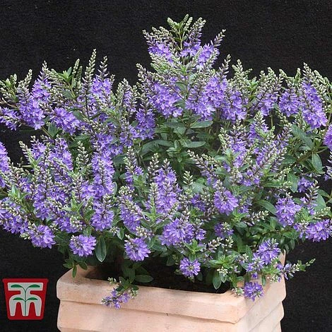 Hebe 'Garden Beauty Blue' 2 Hebe 'Garden Beauty Blue' - Image 2