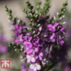 Hebe 'Garden Beauty Purple'