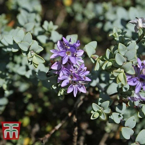 Hebe Pimeliodes 'Quicksilver' 1 Hebe Pimeliodes 'Quicksilver'