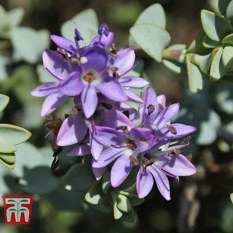 Hebe Pimeliodes 'Quicksilver' 2 Hebe Pimeliodes 'Quicksilver' - Image 2