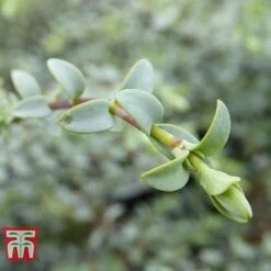 Hebe Pimeliodes 'Quicksilver' 5 Hebe Pimeliodes 'Quicksilver' -Tulip Bloom HEBE WKB5072 C