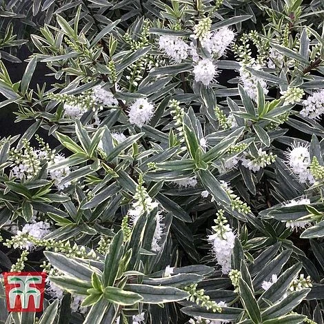 Hebe 'Starlight' 2 Hebe 'Starlight' - Image 2