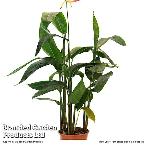 Heliconia Psittacorum 'Hawaii' 3 Heliconia Psittacorum 'Hawaii' - Image 3