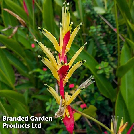 Heliconia Psittacorum 'Hawaii' 2 Heliconia Psittacorum 'Hawaii' - Image 2