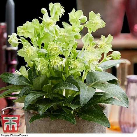 Hellebore 'Green Marble' 2 Hellebore 'Green Marble' - Image 2