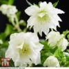 Hellebore 'Double Ellen White'