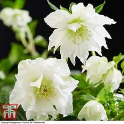 Hellebore 'Double Ellen White'