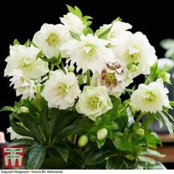 Hellebore 'Double Ellen White' -Tulip Bloom HELL KB3459 D