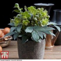 Hellebore 'Silver Dollar' -Tulip Bloom HELL KB3467 C