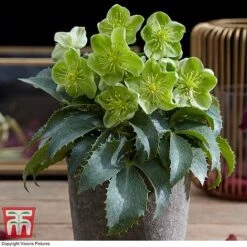 Hellebore Argutifolius -Tulip Bloom HELL TKA5472 C