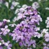 Hesperis Matronalis