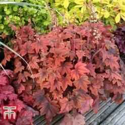 Heucherella 'Trailing Trio' -Tulip Bloom HEUC T47575 C