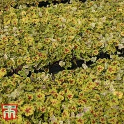 Heucherella 'Trailing Trio' -Tulip Bloom HEUC T47575 E