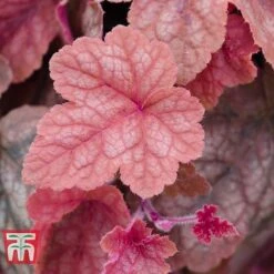 Heucherella 'Trailing Trio' -Tulip Bloom HEUC T47575 F