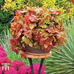 Heucherella 'Trailing Trio' -Tulip Bloom HEUC T47575 G
