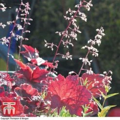 Heuchera Villosa 'Palace Purple' -Tulip Bloom HEUC T57837 C