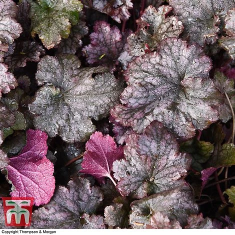 Heuchera 'Plum Pudding' 6 Heuchera 'Plum Pudding' - Image 6