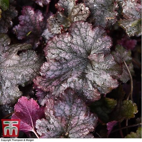 Heuchera 'Plum Pudding' 7 Heuchera 'Plum Pudding' - Image 7