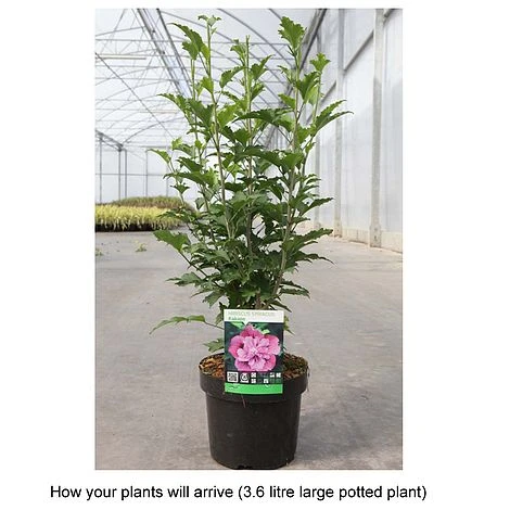 Hibiscus Syriacus 'Kakapo' 2 Hibiscus Syriacus 'Kakapo' - Image 2